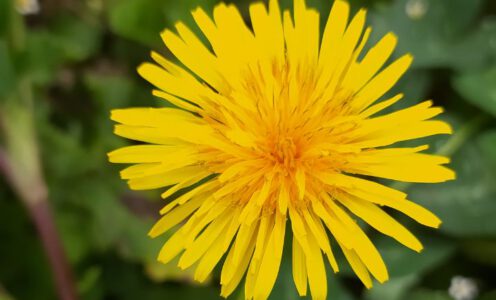 Workshop Löwenzahntinktur