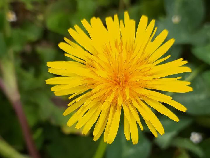 Workshop Löwenzahntinktur